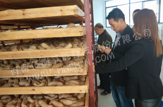 佰衡果蔬熱泵烘幹設備挺進大别山,成功建立天麻烘幹示範點784